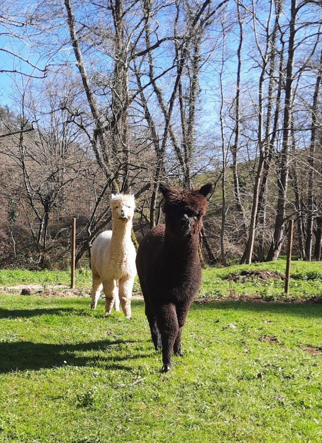 Posada Pet Friendly El Molino De Cantabria Entrambasaguas  ภายนอก รูปภาพ