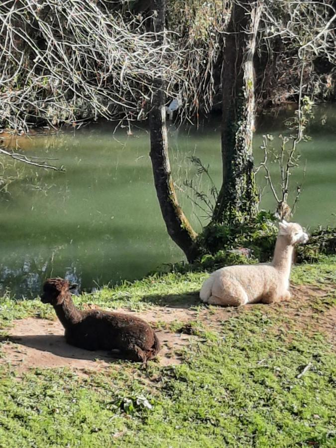 Posada Pet Friendly El Molino De Cantabria Entrambasaguas  ภายนอก รูปภาพ
