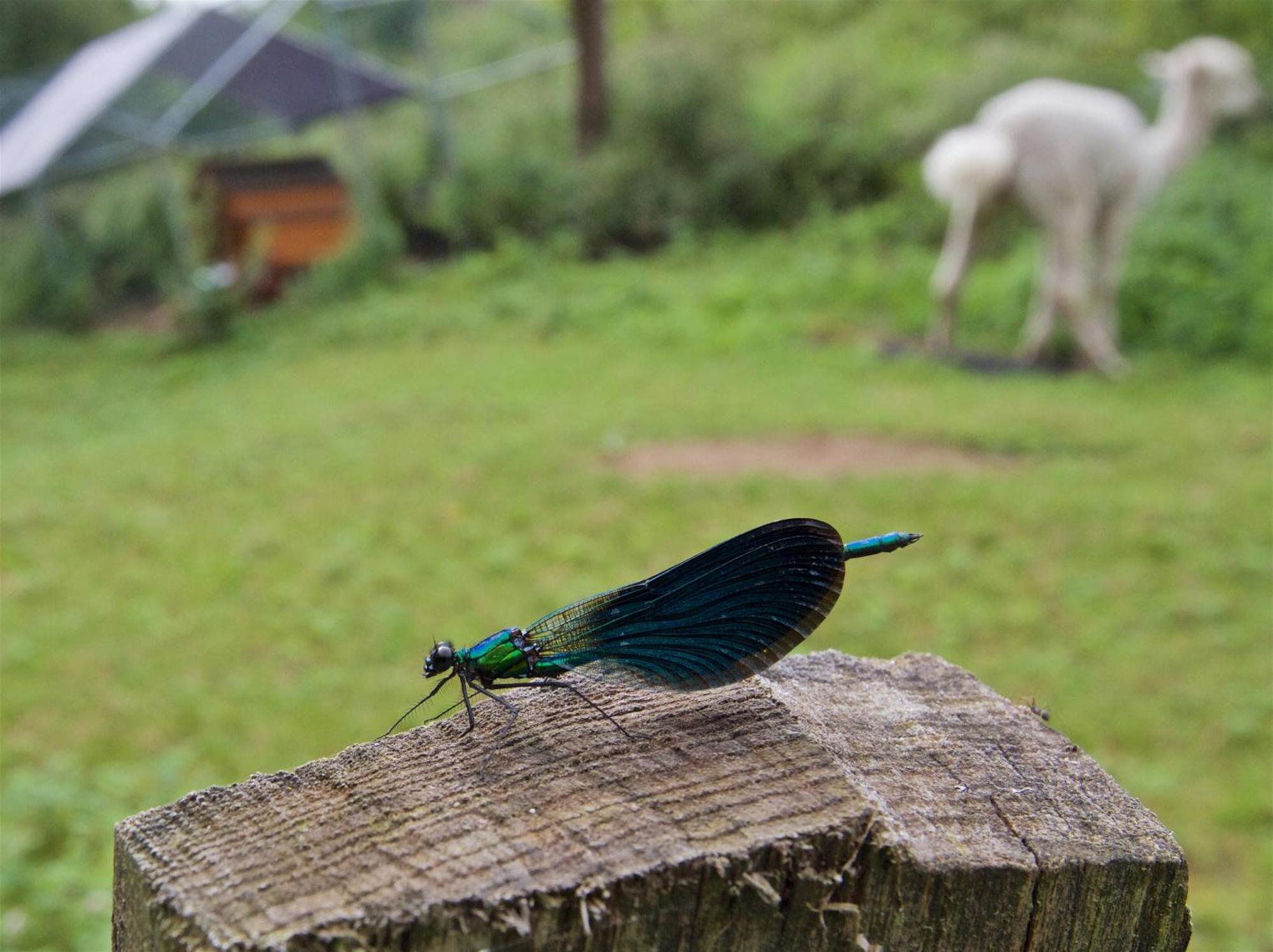 Posada Pet Friendly El Molino De Cantabria Entrambasaguas  ภายนอก รูปภาพ